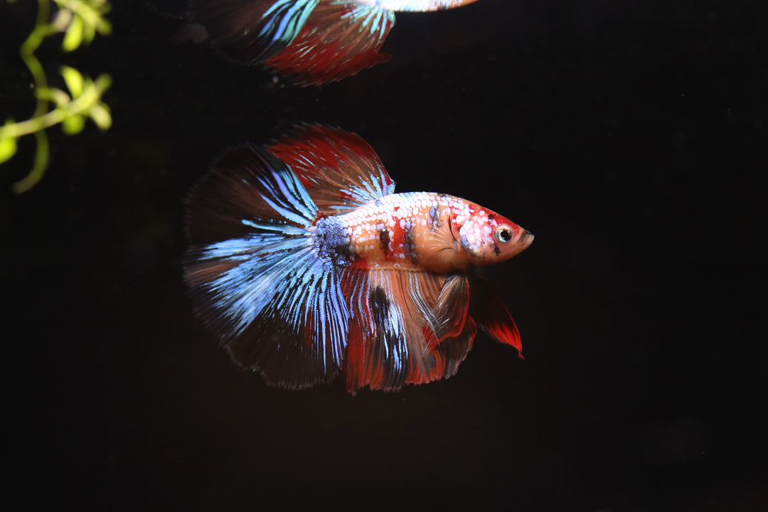 Halfmoon Koi Male Betta (Betta splendens) - Tank Bred