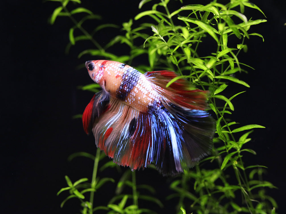 Halfmoon Koi Male Betta (Betta splendens) - Tank Bred