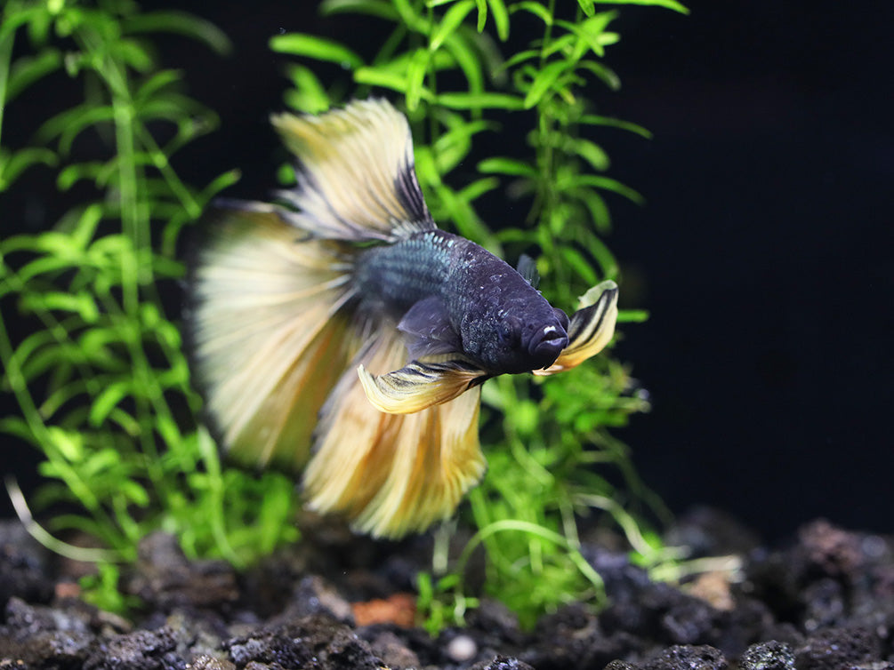 Halfmoon Mustard Gas Male Betta (Betta splendens) - Tank Bred