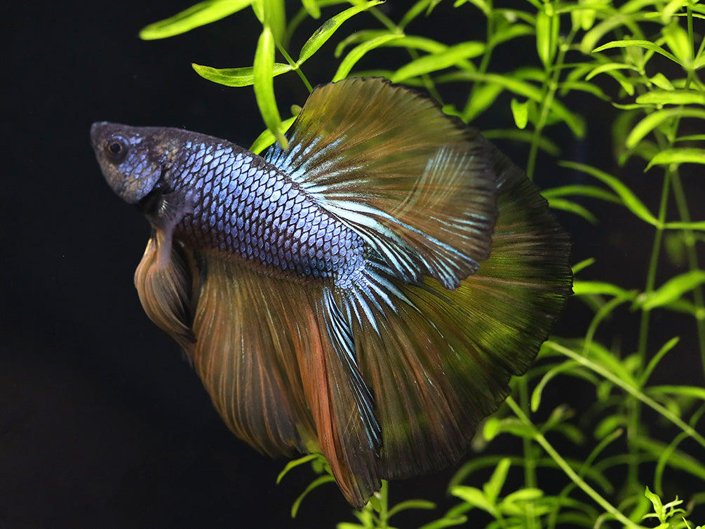 Halfmoon Mustard Gas Male Betta (Betta splendens) - Tank Bred