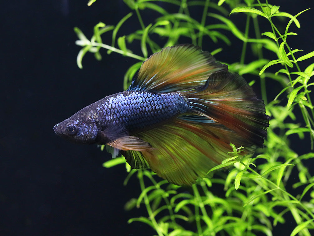 Halfmoon Mustard Gas Male Betta (Betta splendens) - Tank Bred