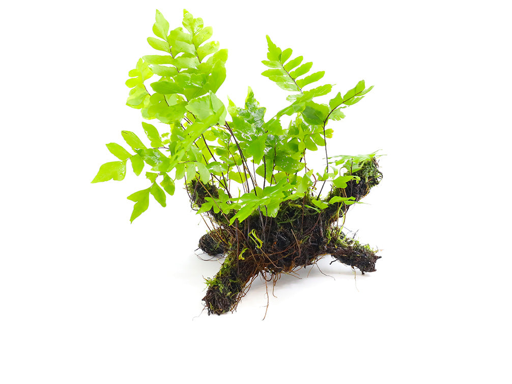 Adiantum Philippense with Vesicularia Dubyana (Java Moss) on Wood