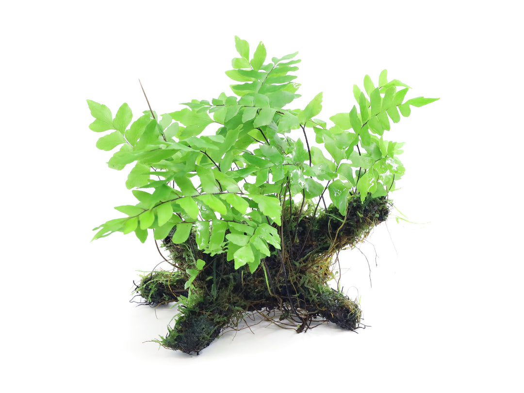 Adiantum Philippense with Vesicularia Dubyana (Java Moss) on Wood