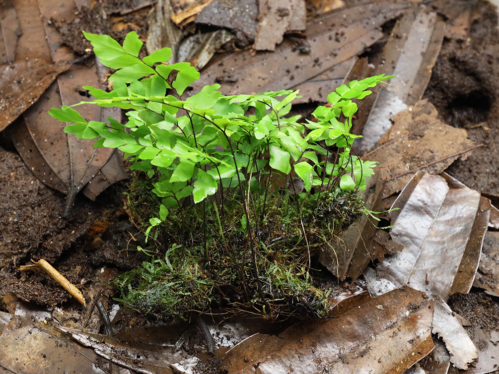 Adiantum Philippense with Vesicularia Dubyana (Java Moss) on Wood