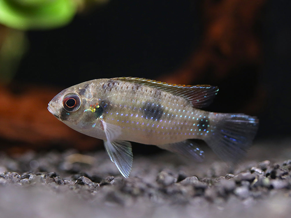 African Butterfly Cichlid (Anomalochromis thomasi) – Tank Bred