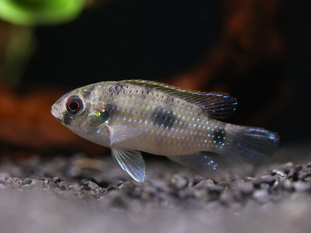 African Butterfly Cichlid (Anomalochromis thomasi) – Tank Bred