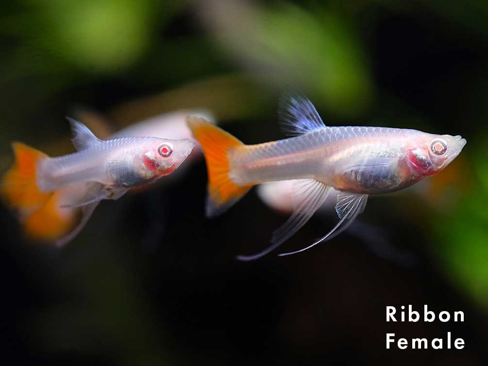 Full Red Albino Guppy, (Poecilia reticulata), Males and Females - Tank-Bred!