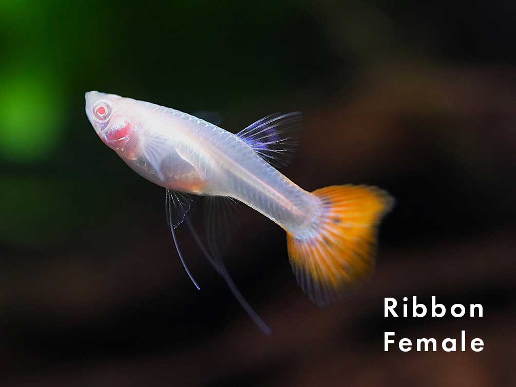 Full Red Albino Guppy, (Poecilia reticulata), Males and Females - Tank-Bred!