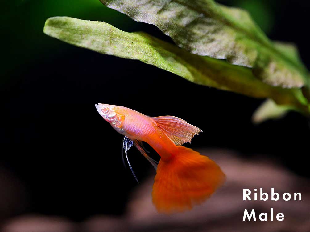 Full Red Albino Guppy, (Poecilia reticulata), Males and Females - Tank-Bred!