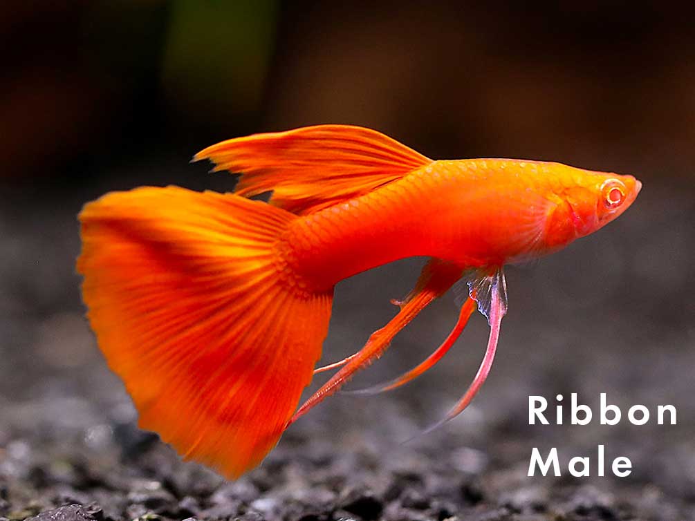 Full Red Albino Guppy, (Poecilia reticulata), Males and Females - Tank-Bred!