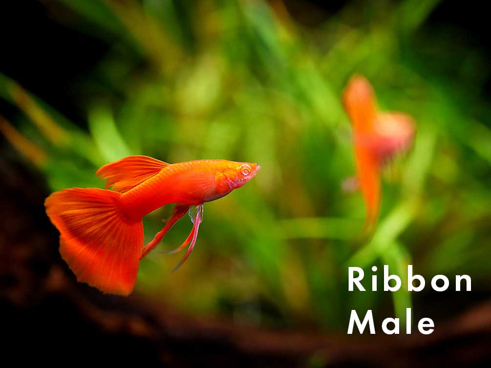 Full Red Albino Guppy, (Poecilia reticulata), Males and Females - Tank-Bred!