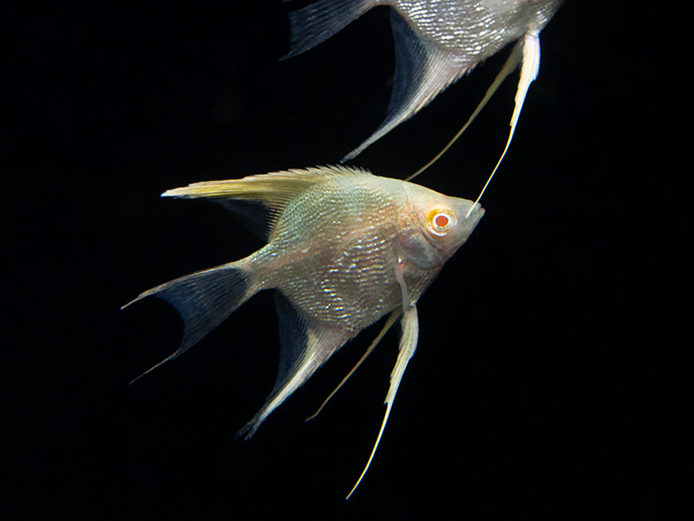 Freshwater Albino Angelfish for sale Aquatic Arts