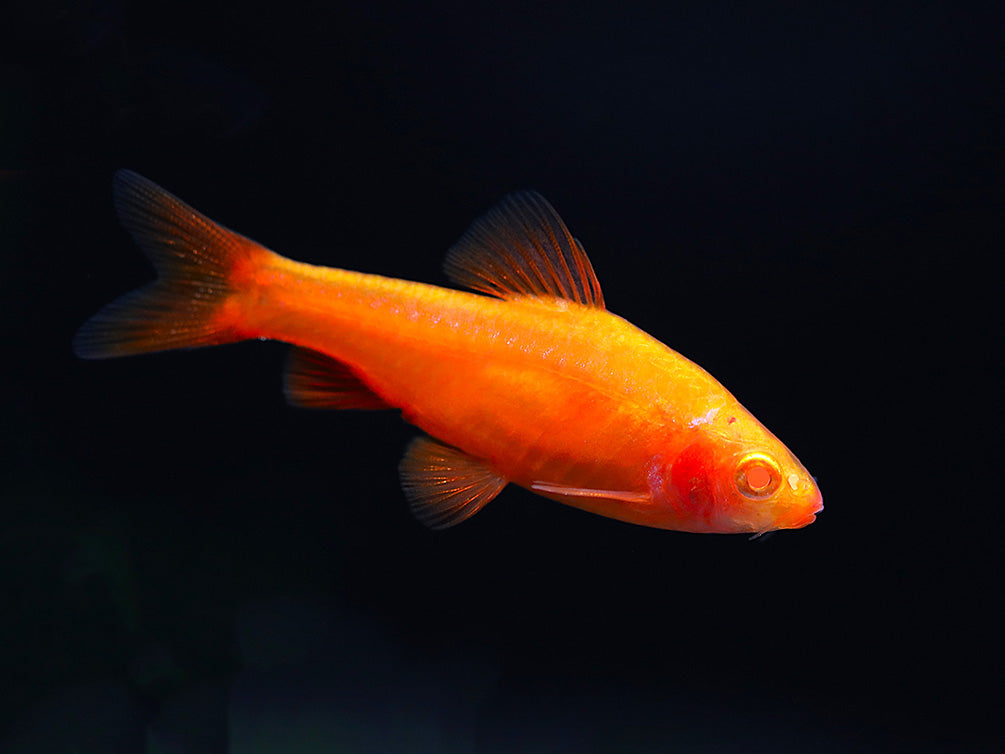 Aquatic Arts Fish BOGO Deals and Value Buys