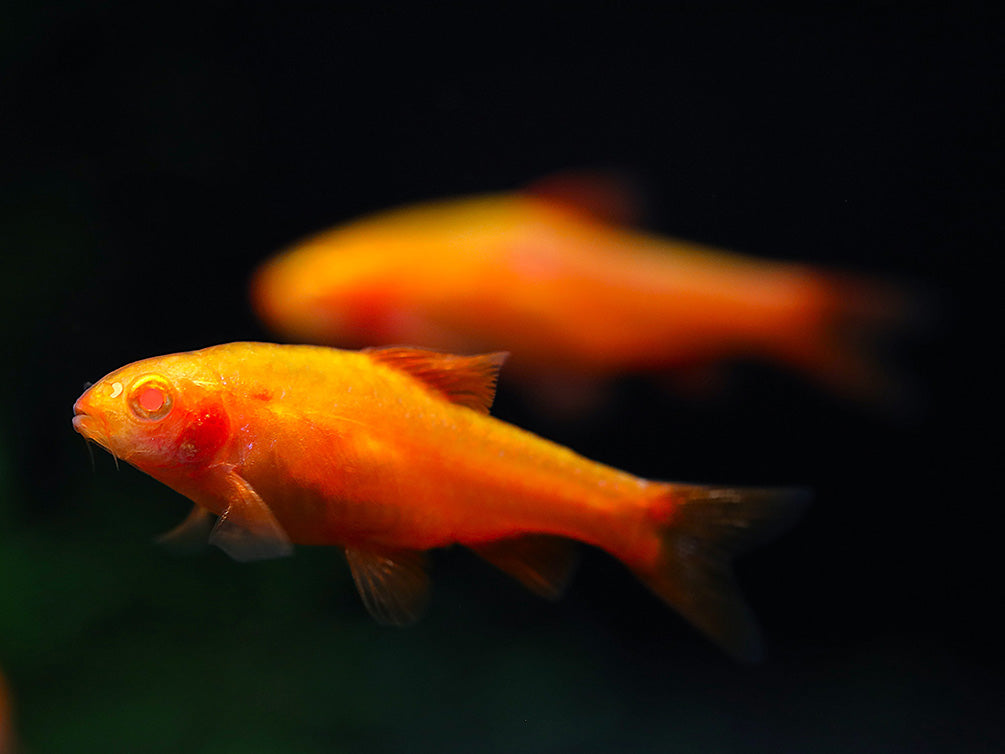 Albino Cherry Barb (Puntius titteya “Albino”) – Tank Bred