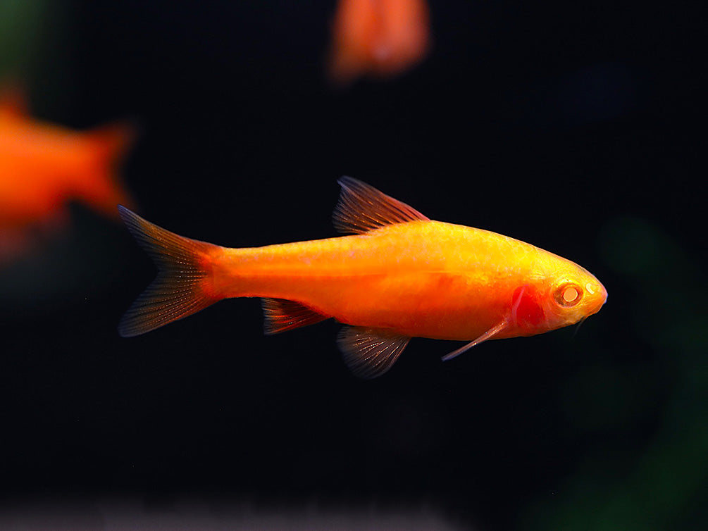 Albino Cherry Barb (Puntius titteya “Albino”) – Tank Bred