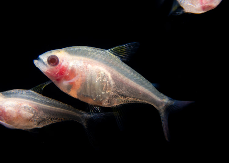 Albino Golden X-Ray Tetra for sale