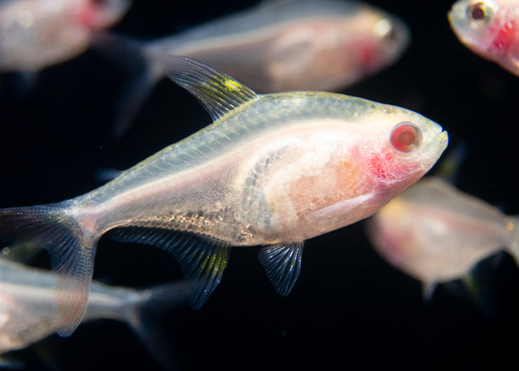 Albino Golden X-Ray Tetra for sale