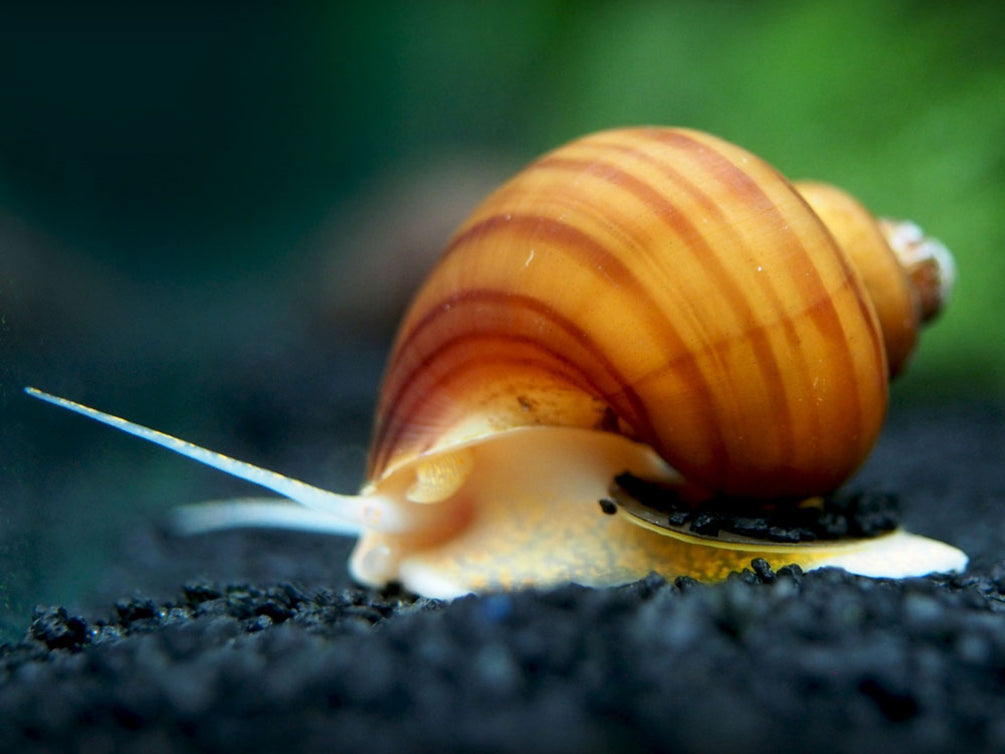 Chestnut AKA Albino Mystery Snail Breeder Combo Box