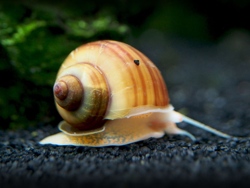 Chestnut AKA Albino Mystery Snails (Pomacea bridgesii) - Tank-Bred!