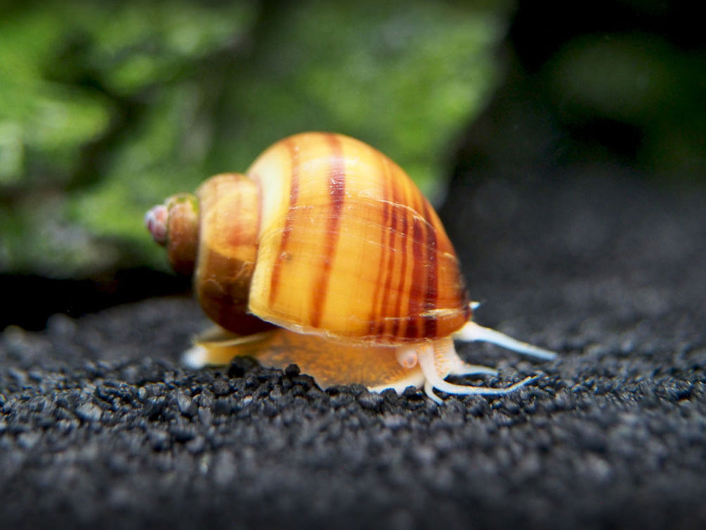 Chestnut AKA Albino Mystery Snails (Pomacea bridgesii) - Tank-Bred!