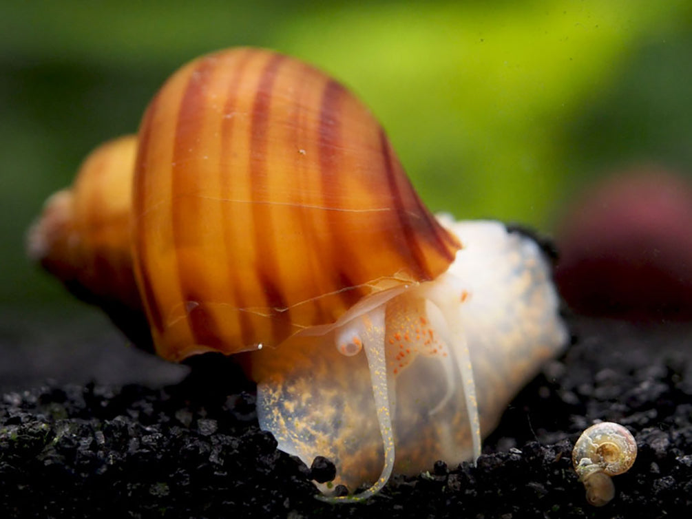 Chestnut AKA Albino Mystery Snails (Pomacea bridgesii) - Tank-Bred!