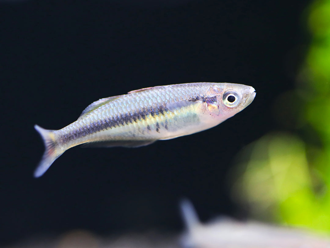 Alleni Rainbowfish (Chilatherina alleni) – Tank-Bred