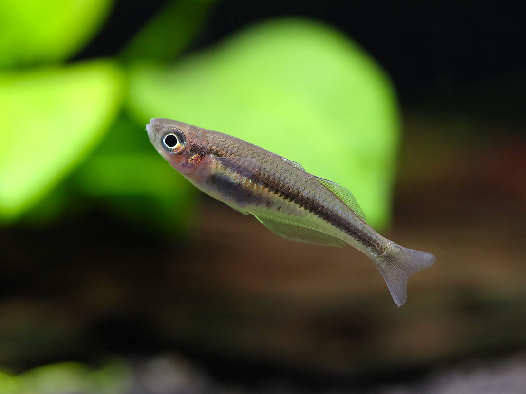 Alleni Rainbowfish (Chilatherina alleni) – Tank-Bred