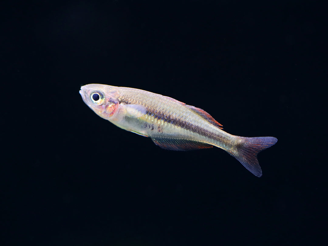 Alleni Rainbowfish (Chilatherina alleni) – Tank-Bred