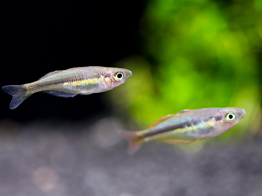 Alleni Rainbowfish (Chilatherina alleni) – Tank-Bred