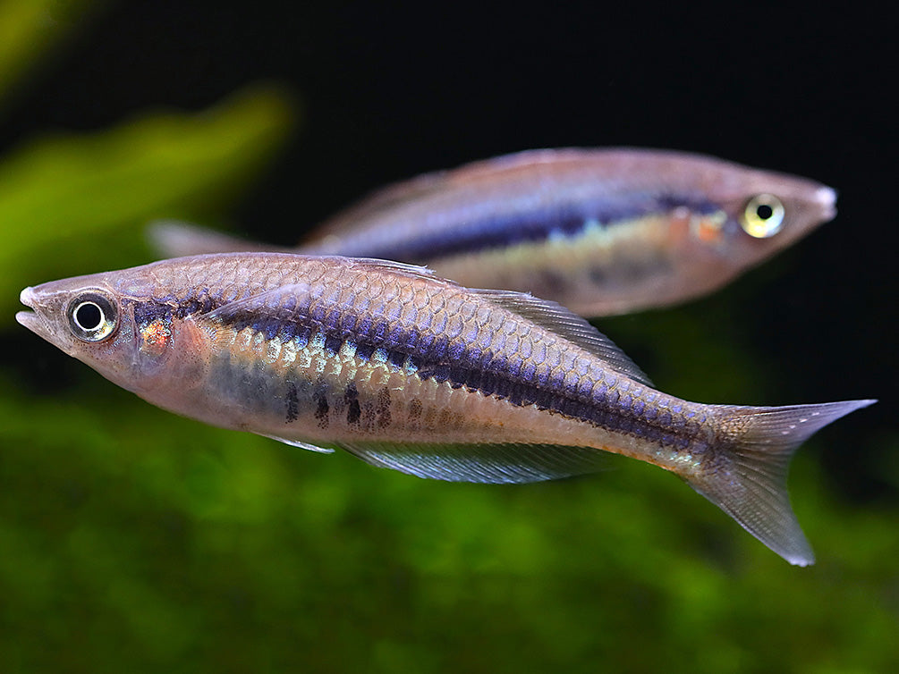 Alleni Rainbowfish (Chilatherina alleni) – Tank-Bred – Aquatic Arts