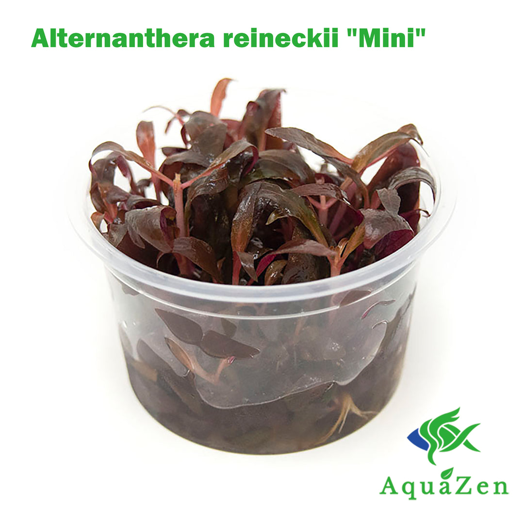 Mini Scarlet Temple (Alternanthera reineckii "Mini") Tissue Culture