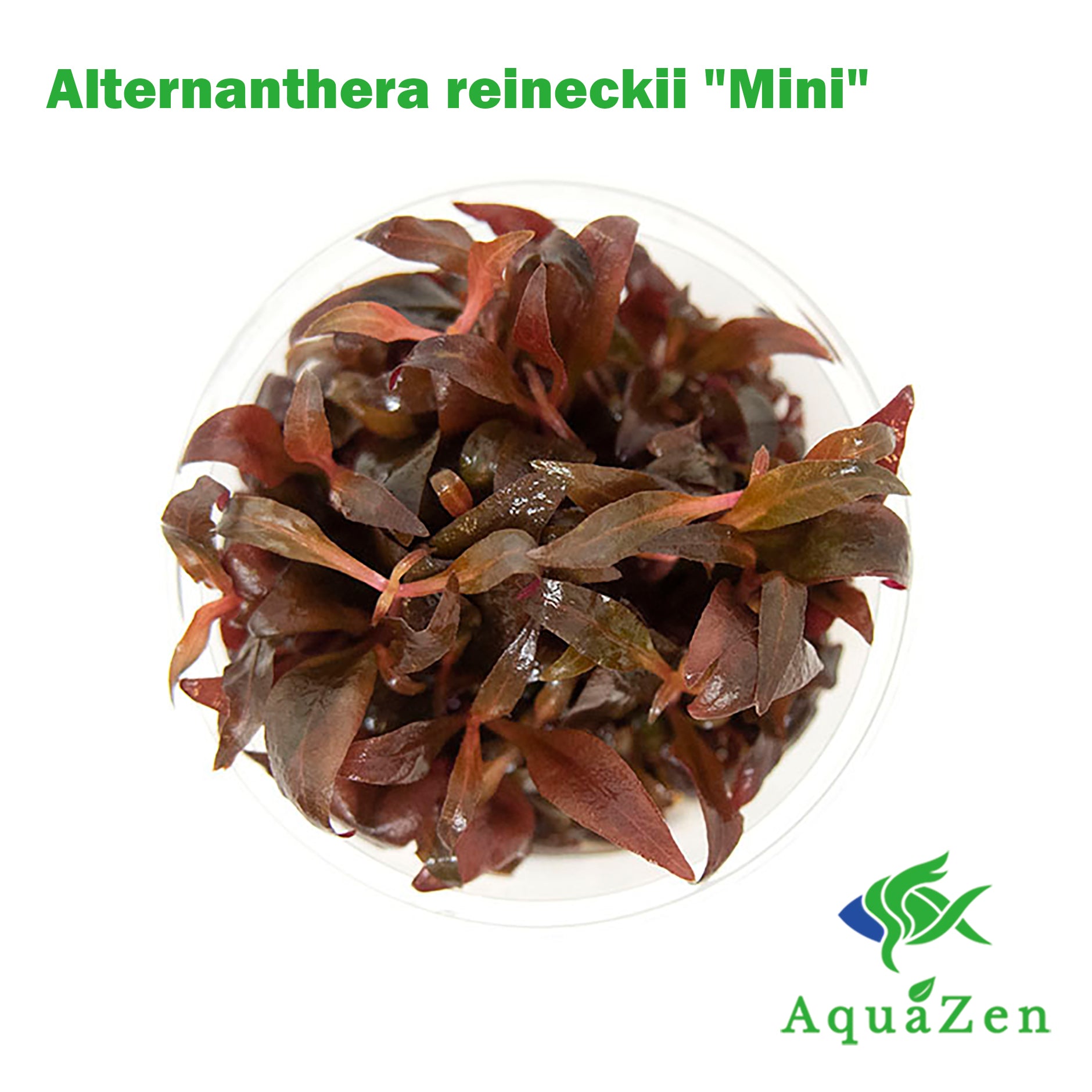 Scarlet Temple (Alternanthera Reineckii) Bunch Live Aquarium Plants BUY2  GET1 FREE 