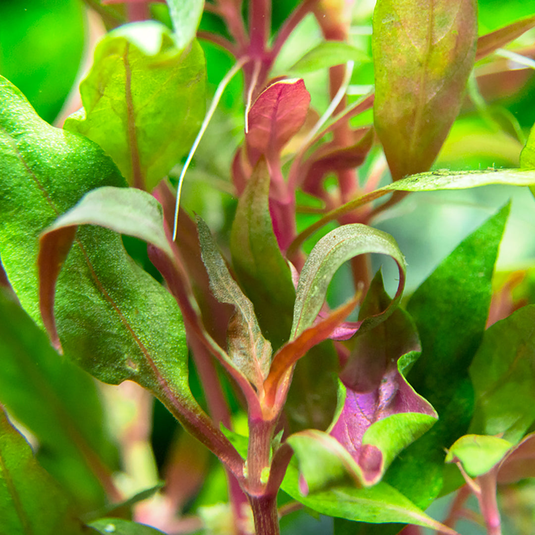 Mini Scarlet Temple (Alternanthera reineckii "Mini") Tissue Culture