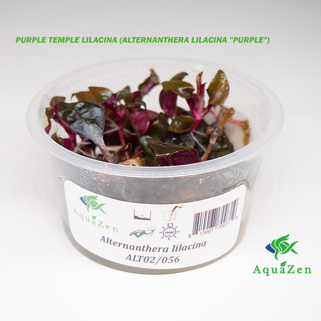 Purple Temple Lilacina (Alternanthera Lilacina "Purple") Tissue Culture!