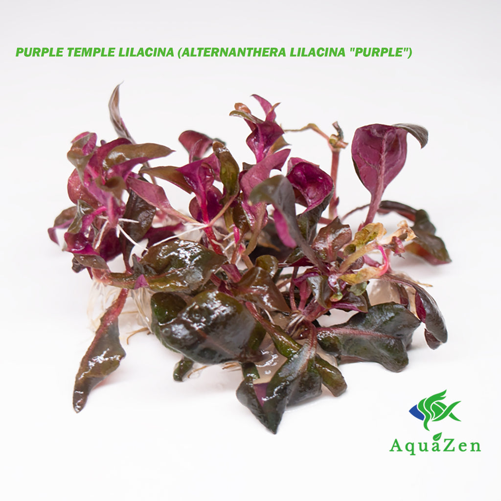 Purple Temple Lilacina (Alternanthera Lilacina "Purple") Tissue Culture!