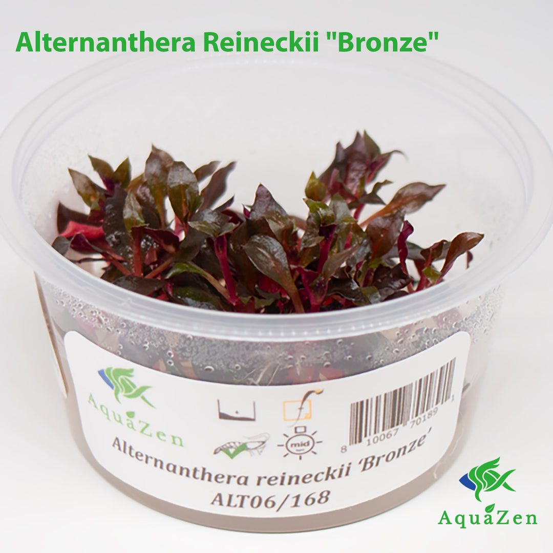 Alternanthera Reineckii Bronze  (Alternanthera Reineckii "Bronze") Tissue Culture!