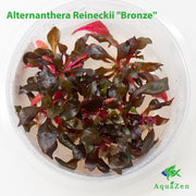 Alternanthera Reineckii Bonze  (Alternanthera Reineckii "Bronze") Tissue Culture!