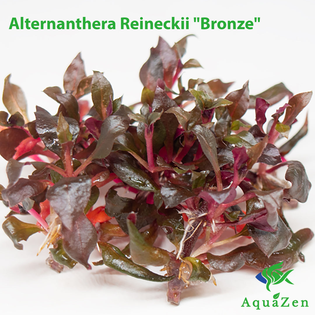 Alternanthera Reineckii Bronze  (Alternanthera Reineckii "Bronze") Tissue Culture!