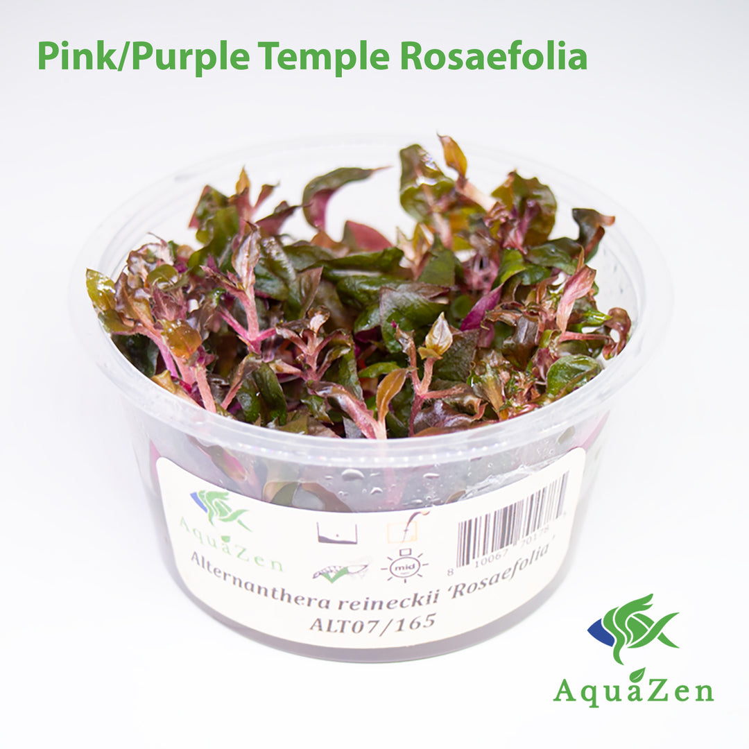 Pink/Purple Temple Rosaefolia (Alternanthera reineckii "Rosaefolia") Tissue Culture