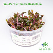 Pink/Purple Temple Rosaefolia (Alternanthera reineckii "Rosaefolia") Tissue Culture