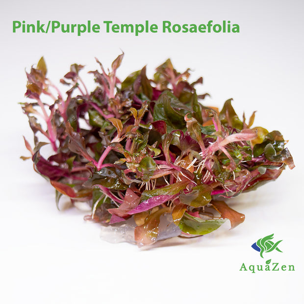 Pink/Purple Temple Rosaefolia (Alternanthera reineckii "Rosaefolia") Tissue Culture