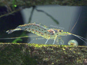 Amano AKA Yamato Shrimp (Caridina multidentata)