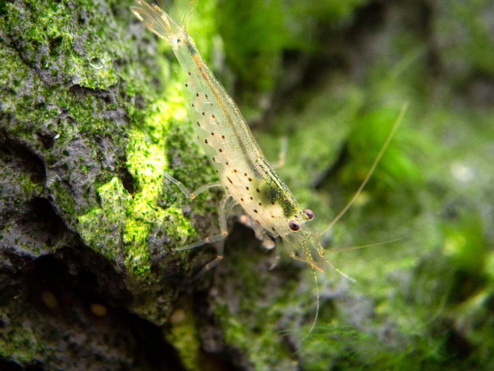 Amano AKA Yamato Shrimp (Caridina multidentata)