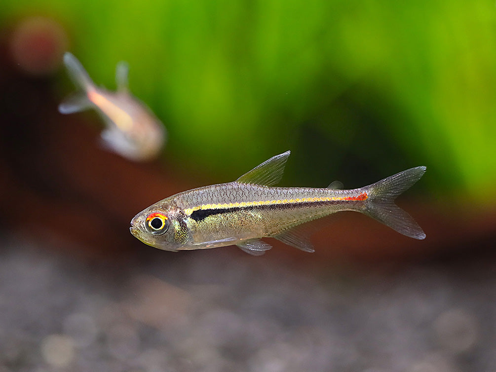 Amapa Tetra (Hyphessobrycon amapaensis) – Brazil