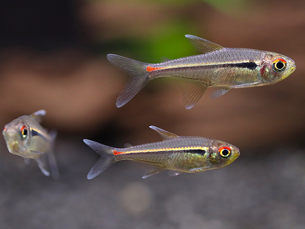 Amapa Tetra (Hyphessobrycon amapaensis) – Brazil