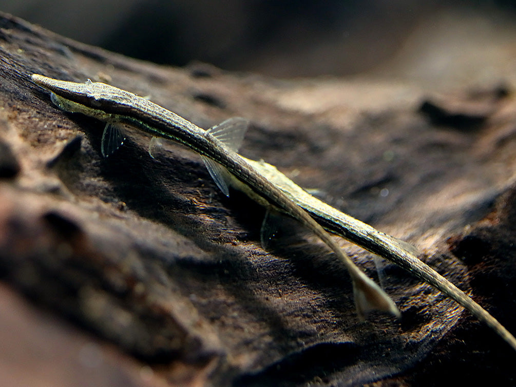 Amazon Whiptail Catfish (Farlowella amazonum) - Tank Bred