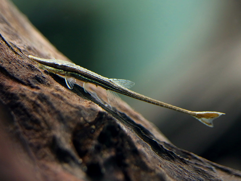 Amazon Whiptail Catfish (Farlowella amazonum) - Tank Bred