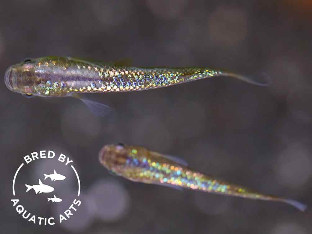 Amber Lamé Medaka Ricefish (Oryzias latipes) – Bred by Aquatic Arts™