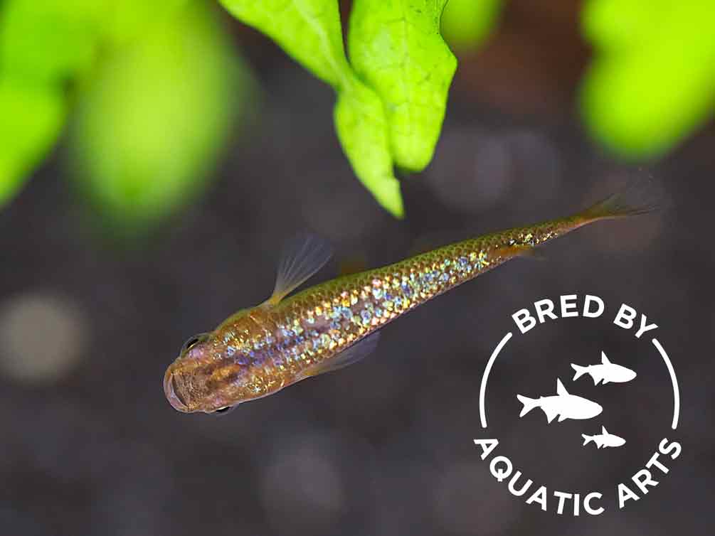 Amber Lamé Medaka Ricefish (Oryzias latipes) – Bred by Aquatic Arts™