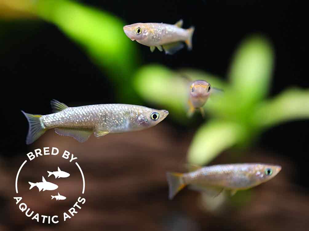 Amber Lamé Medaka Ricefish (Oryzias latipes) – Bred by Aquatic Arts™